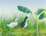 Ducks in Balinese Rice Field