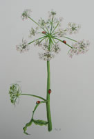Hogweed with ladybirds